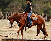 working-cow-quarter-horse