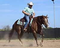 flashy-quarter-horse