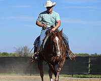 performance-quarter-horse