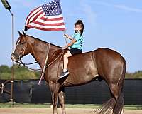 ranch-quarter-horse