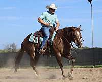 husband-safe-quarter-horse