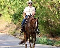 show-quarter-horse