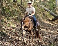 roping-quarter-horse