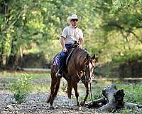 trail-quarter-horse