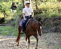 trail-riding-quarter-horse