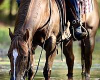 working-cow-quarter-horse
