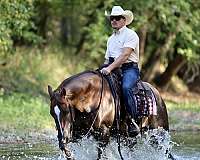 western-riding-quarter-horse