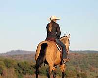 athletic-quarter-horse
