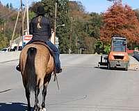 calf-roping-quarter-horse