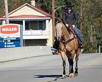 flashy-quarter-horse