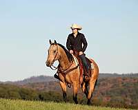 husband-safe-quarter-horse