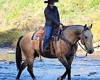 performance-quarter-horse