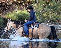 ranch-quarter-horse