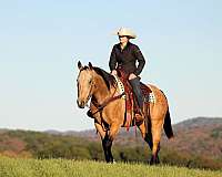 ranch-versatility-quarter-horse