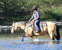 ranch-work-quarter-horse