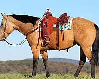 roping-quarter-horse