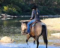 show-quarter-horse