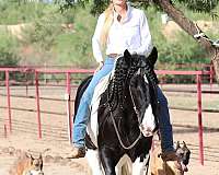 athletic-gypsy-vanner-horse