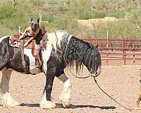 flashy-gypsy-vanner-horse