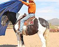 husband-safe-gypsy-vanner-horse