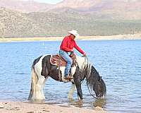 performance-gypsy-vanner-horse