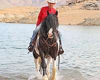 parade-gypsy-vanner-horse