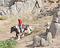 ranch-gypsy-vanner-horse