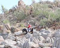 ranch-work-gypsy-vanner-horse