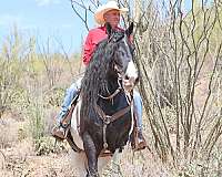 trail-riding-gypsy-vanner-horse