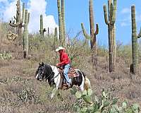 working-cattle-gypsy-vanner-horse