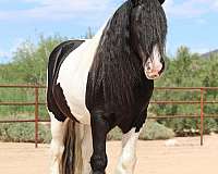 piebald-gypsy-vanner-gelding