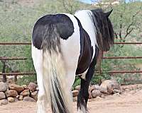 piebald-all-around-horse