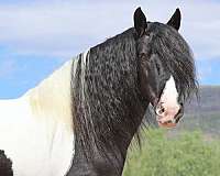 piebald-athletic-horse