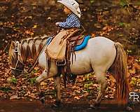 all-around-miniature-pony