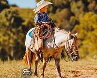 beginner-miniature-pony