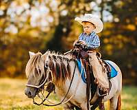 companion-miniature-pony