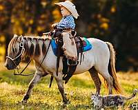lesson-miniature-pony