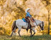 ranch-miniature-pony