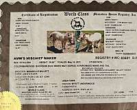 show-miniature-pony