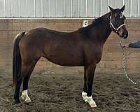 bugattihilltop-oldenburg-horse