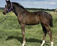 calvados-oldenburg-horse