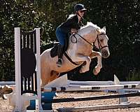 cross-draft-horse