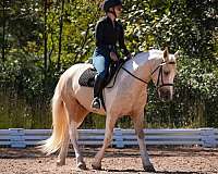 athletic-draft-horse