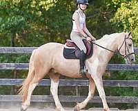 draft-horse