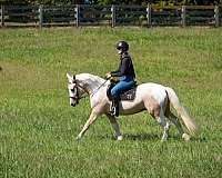 dressage-draft-horse