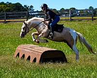 flashy-draft-horse