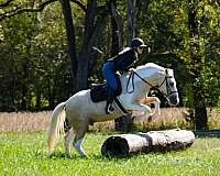 jumping-draft-horse