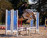 kid-safe-draft-horse