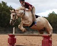 lesson-draft-horse