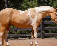 parade-draft-horse